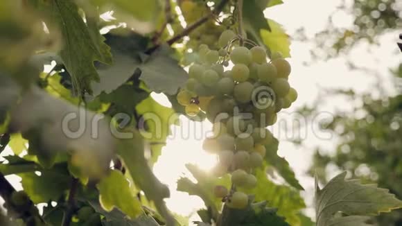 葡萄在秋天收获视频的预览图