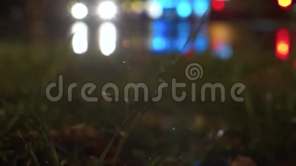 夜晚的红绿灯雨滴在草地上视频的预览图