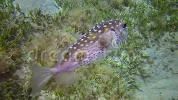 黄斑毛鱼在水下灯笼的照耀下在沙底上方游动视频的预览图