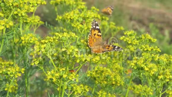 彩女蝶吃的花蜜来自花视频的预览图