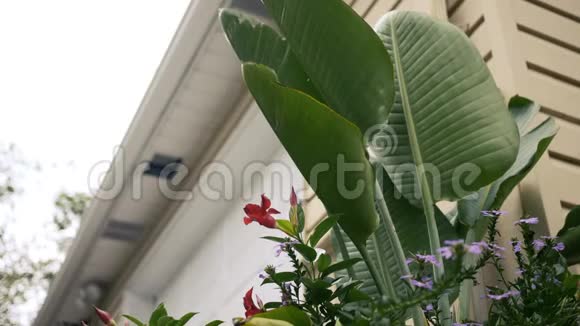 夏日在夏宅旁浇香蕉植物视频的预览图