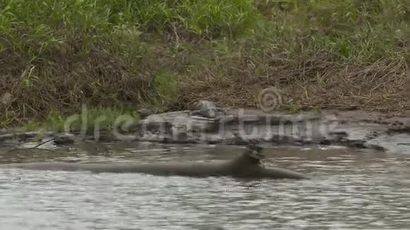 哥伦比亚维西拉雷河岸岩石上的鳄鱼视频的预览图