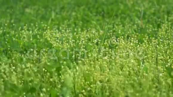 夏天的雨滴落在阳光明媚的夏日草地上清新的绿草上视频的预览图
