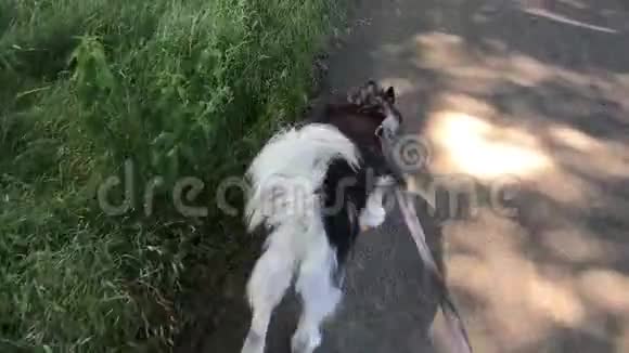 带狗带的西西比哈士奇在路上散步在草地上散步视频的预览图