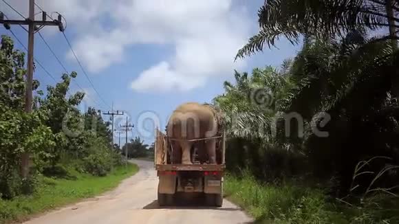两只亚洲大象站在卡车里准备进一步运输视频的预览图