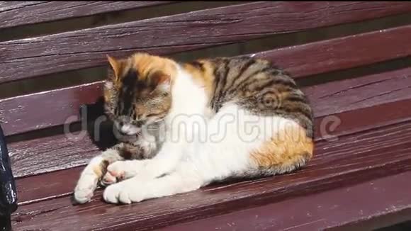 阳光明媚的一天可爱的猫在长凳上洗衣服视频的预览图