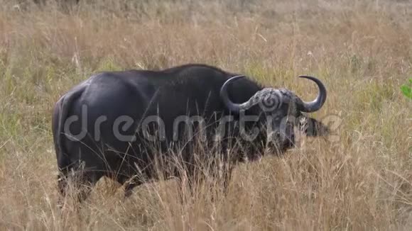 草原高干草场成年非洲大水牛视频的预览图