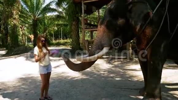 快乐的旅游女孩喂养巨大的大象视频的预览图