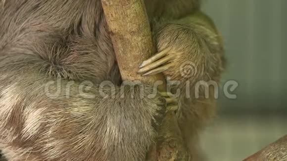 挂在小树上的三趾树懒哥斯达黎加视频的预览图