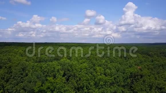 夏季低无人机飞越绿色森林大橡树林的鸟瞰图视频的预览图