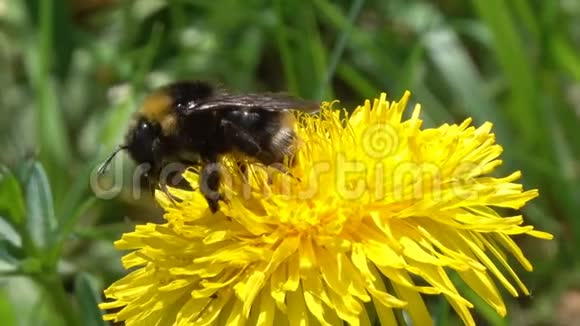 黄蒲公英花上的大黄蜂视频的预览图