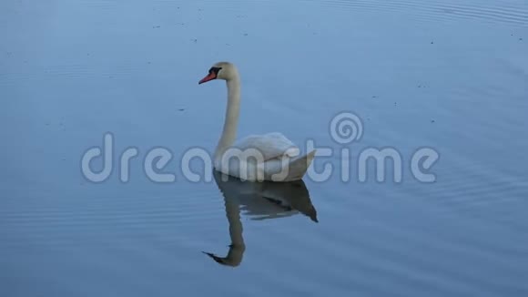 一只孤独的白天鹅在池塘里五月的早晨视频的预览图