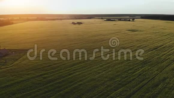 傍晚日落时鸟瞰绿色的小麦田视频的预览图