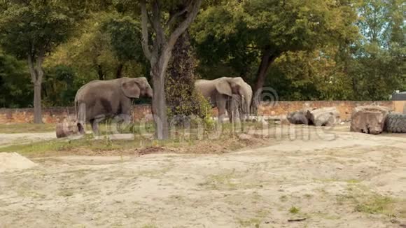 动物园散步三头大象围着篱笆和老树桩视频的预览图