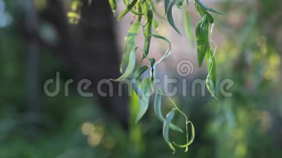 柳树的嫩绿叶子视频的预览图