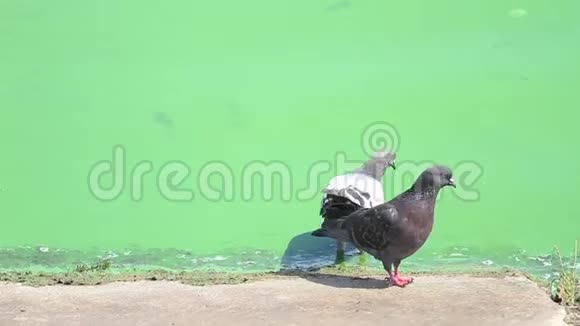 鸽子在肮脏的绿色河流中喝水视频的预览图