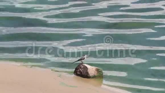 小鸟站在一条开花的绿色河流岸边的石头上视频的预览图