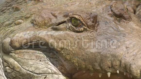奥里诺科鳄鱼愤怒的脸哥伦比亚动物园视频的预览图