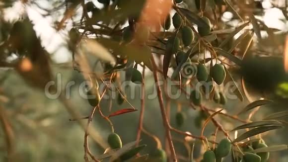 夕阳下的橄榄树美丽的新鲜橄榄树上绿色蔬菜视频的预览图