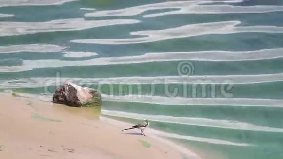 一只开花的绿色河流岸边的小鸟视频的预览图