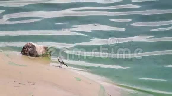一只小鸟在一条开花的绿色河流的沙质岸边视频的预览图