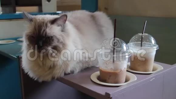 咖啡店桌子上的可爱猫视频的预览图
