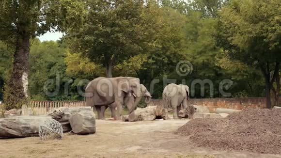 动物园散步三头大象围着篱笆和老树桩视频的预览图