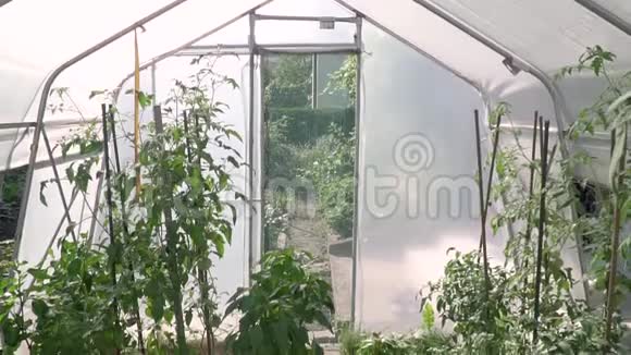 全高清吊车拍摄的温室番茄灌木丛与绿色和红色西红柿在其中生态农业园视频的预览图