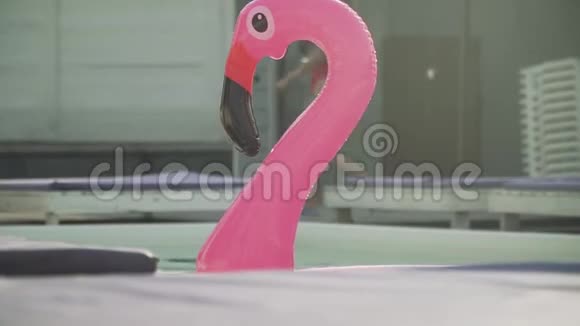 一个穿着泳衣的漂亮女孩在泳池里漂浮着充气橡胶粉色火烈鸟视频的预览图