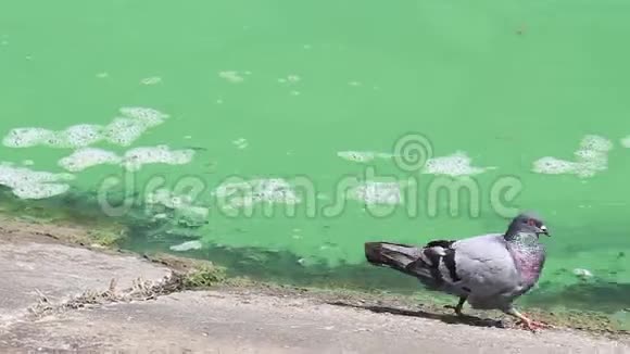 鸽子试图在肮脏的河里喝水视频的预览图