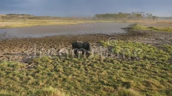 水牛在非洲大草原的池塘边被热的泥浆浸湿视频的预览图