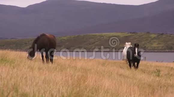 马和草地视频的预览图