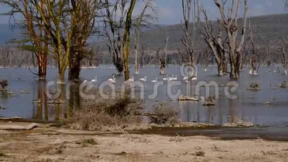 粉红火烈鸟的雀鸟优雅地在非洲的湖水上游走着长长的腿视频的预览图