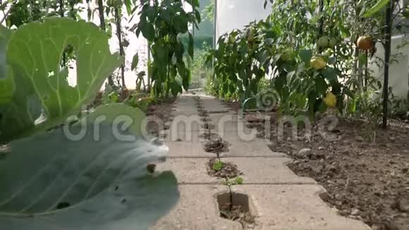 全高清吊车拍摄的温室番茄灌木丛与绿色和红色西红柿在其中生态农业园视频的预览图