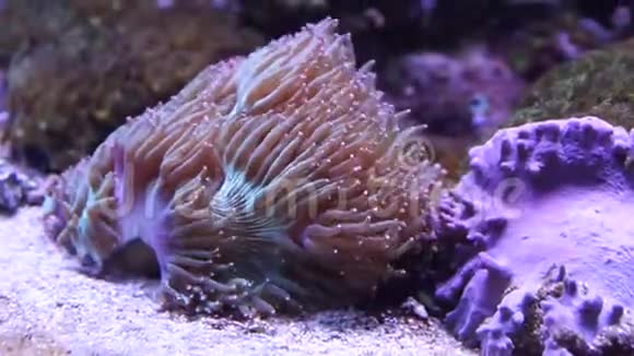 活的脉动珊瑚在水族馆视频的预览图