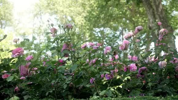夏日花园里绿树成荫的美丽玫瑰视频的预览图