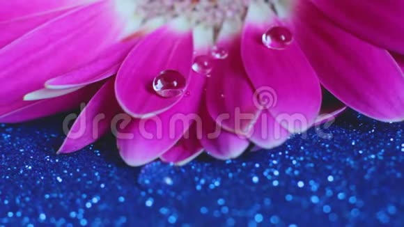 花的旋转它躺在闪闪发光的蓝色背景上在粉红色的格伯纳的花瓣上水滴或露水视频的预览图