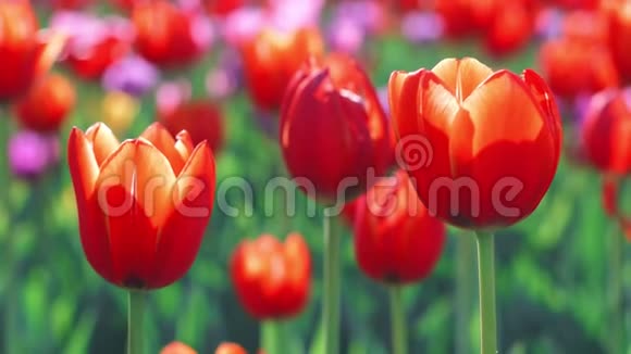 春季开花场上的红色郁金香花蕾在花坛上合上红色郁金香视频的预览图