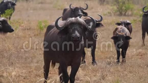 野生非洲热带大草原雄性水牛及其群的特写镜头视频的预览图