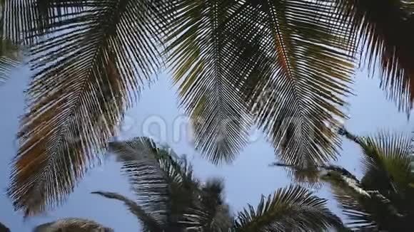 时光流逝的椰子树在风中移动视频的预览图