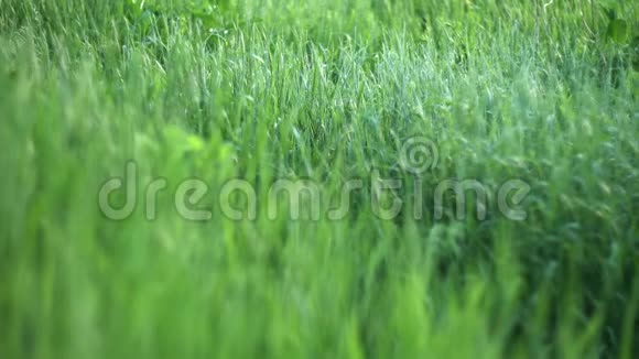 春草地上随风摇曳的绿草视频的预览图