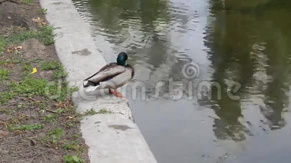 鸭子在湖边视频的预览图