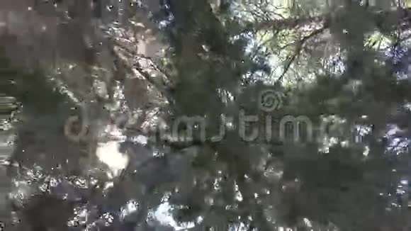 在树下1视频的预览图