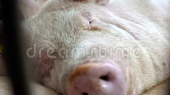 养猪场的猪猪的肖像视频的预览图