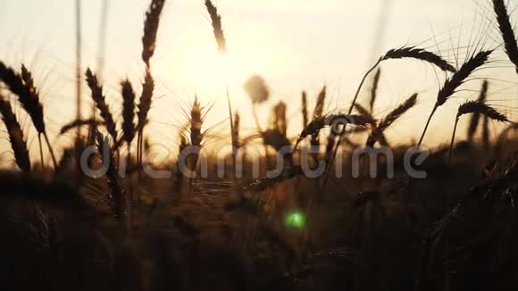 农业概念是一种金色的日落生活方式而不是麦田麦收穗慢动作视频背景天空视频的预览图