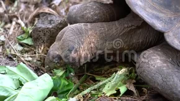 厄瓜多尔加拉帕戈斯西莫尔岛20190620养护中心成年乌龟吃生菜视频的预览图