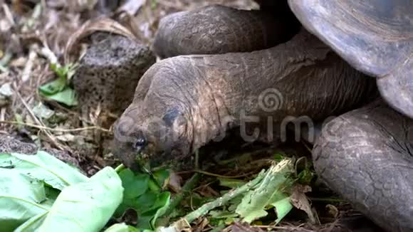 厄瓜多尔加拉帕戈斯西莫尔岛20190620成人乌龟在养护中心吃生菜特写视频的预览图