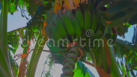 阳光透过香蕉照在树上视频的预览图