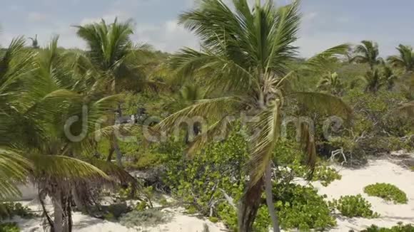 加勒比海大特克海滩棕榈树的鸟瞰图视频的预览图