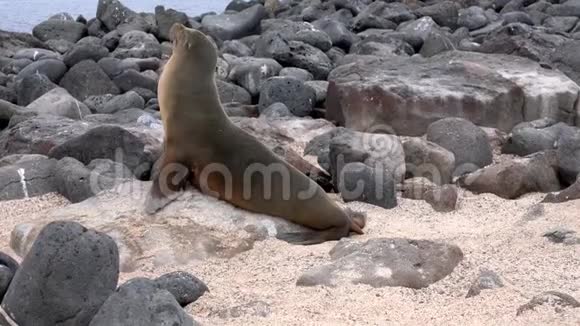加拉帕戈斯海狮走向大海视频的预览图